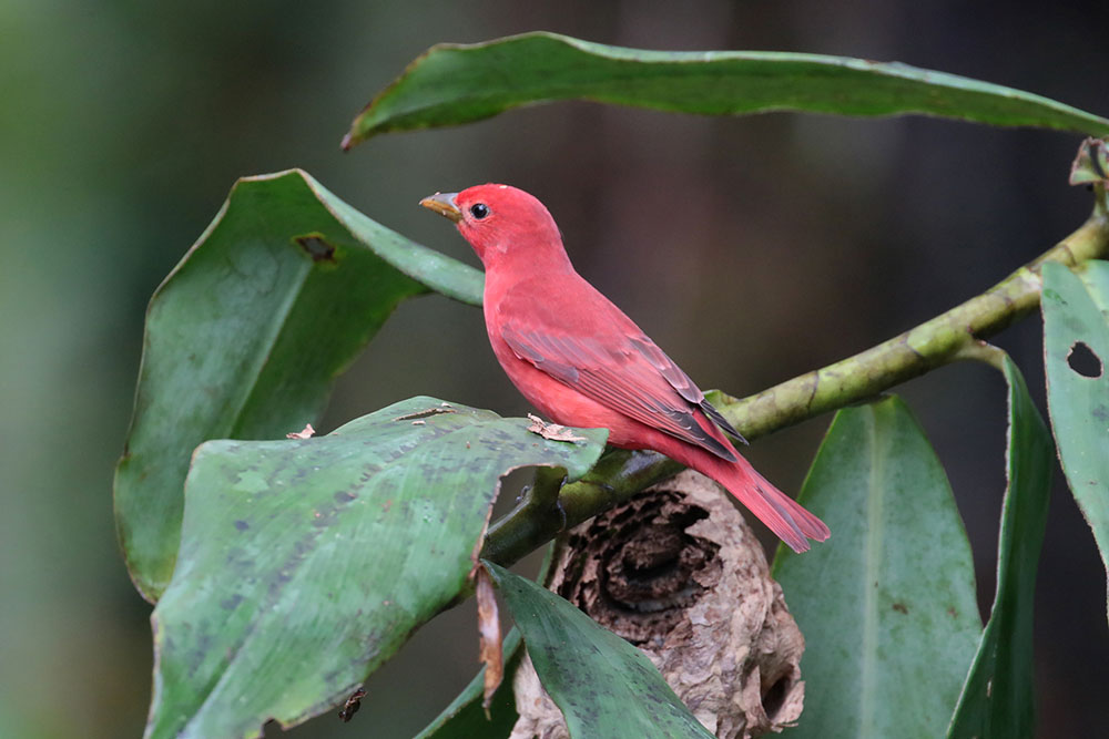 Summertanager